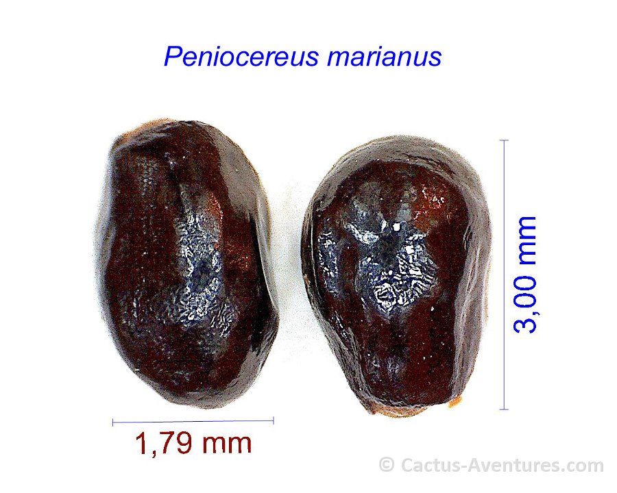 Peniocereus marianus SB